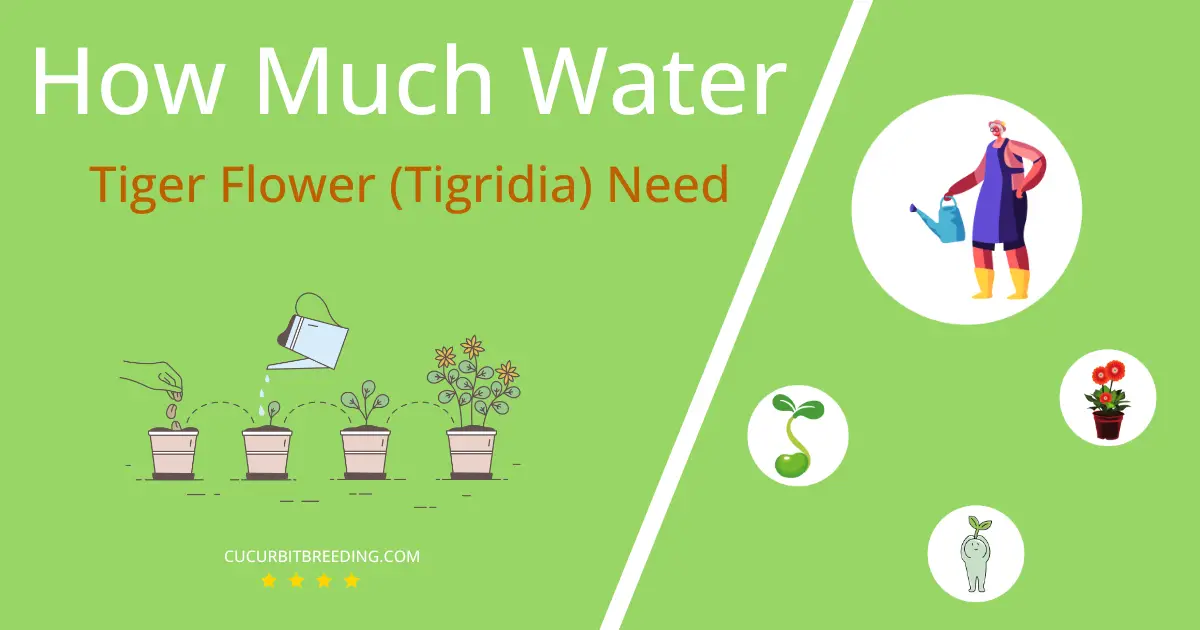 how often to water tiger flower tigridia