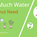 how often to water tigernut