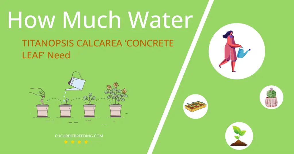 how often to water titanopsis calcarea concrete leaf