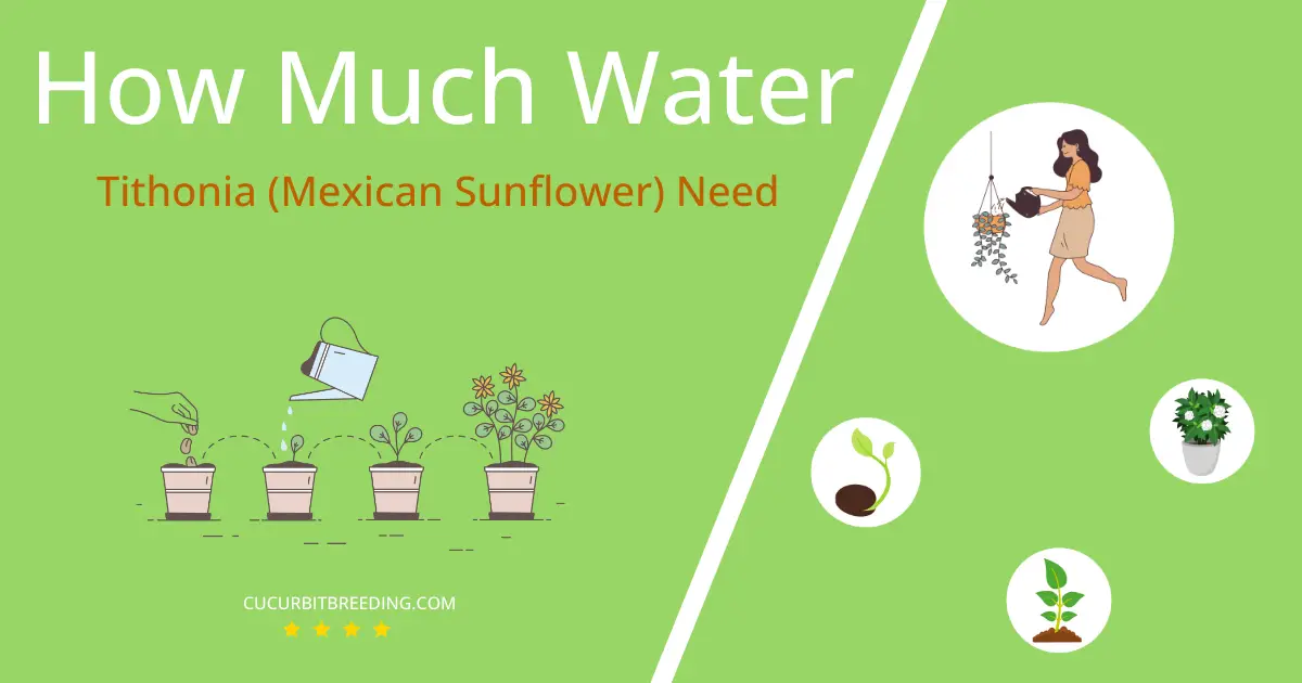 how often to water tithonia mexican sunflower