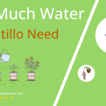 how often to water tomatillo