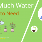 how often to water tomato