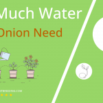how often to water tree onion