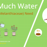 how often to water trillium melanthiaceae