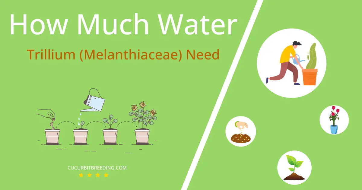 how often to water trillium melanthiaceae