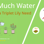 how often to water triteleia triplet lily