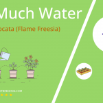 how often to water tritonia crocata flame freesia