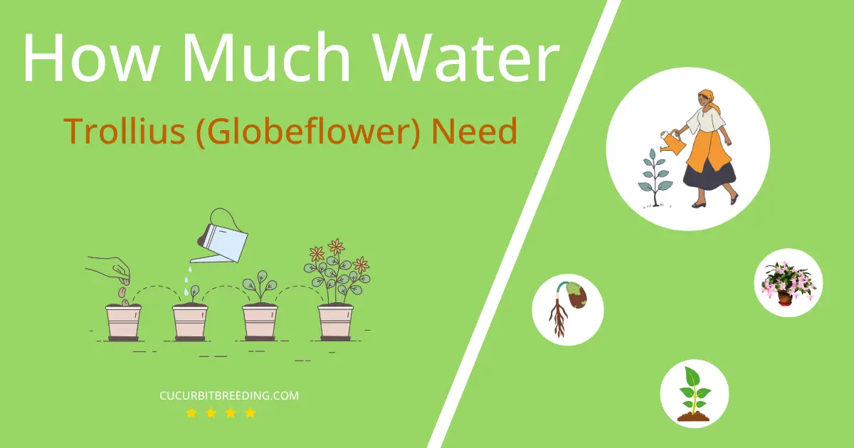 how often to water trollius globeflower