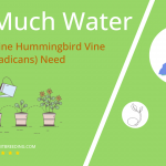 how often to water trumpet vine hummingbird vine campsis radicans