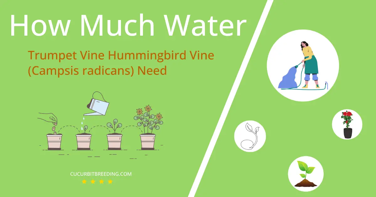 how often to water trumpet vine hummingbird vine campsis radicans