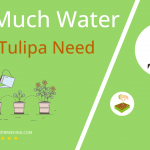 how often to water tulip tulipa