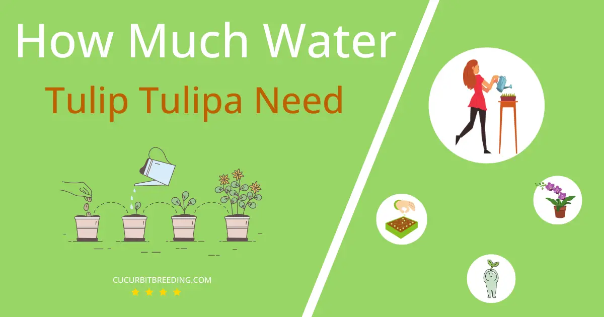 how often to water tulip tulipa
