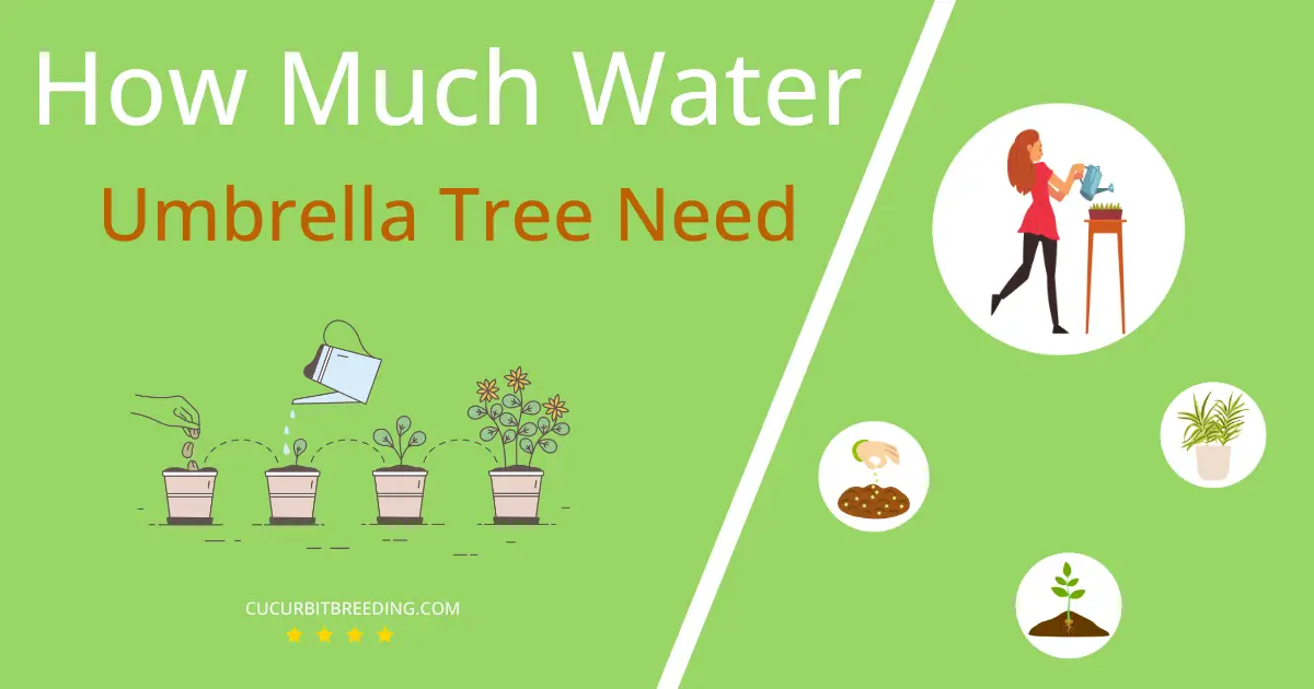 how often to water umbrella tree
