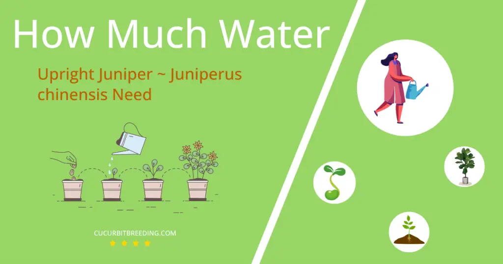 how often to water upright juniper juniperus chinensis