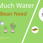 how often to water urad bean