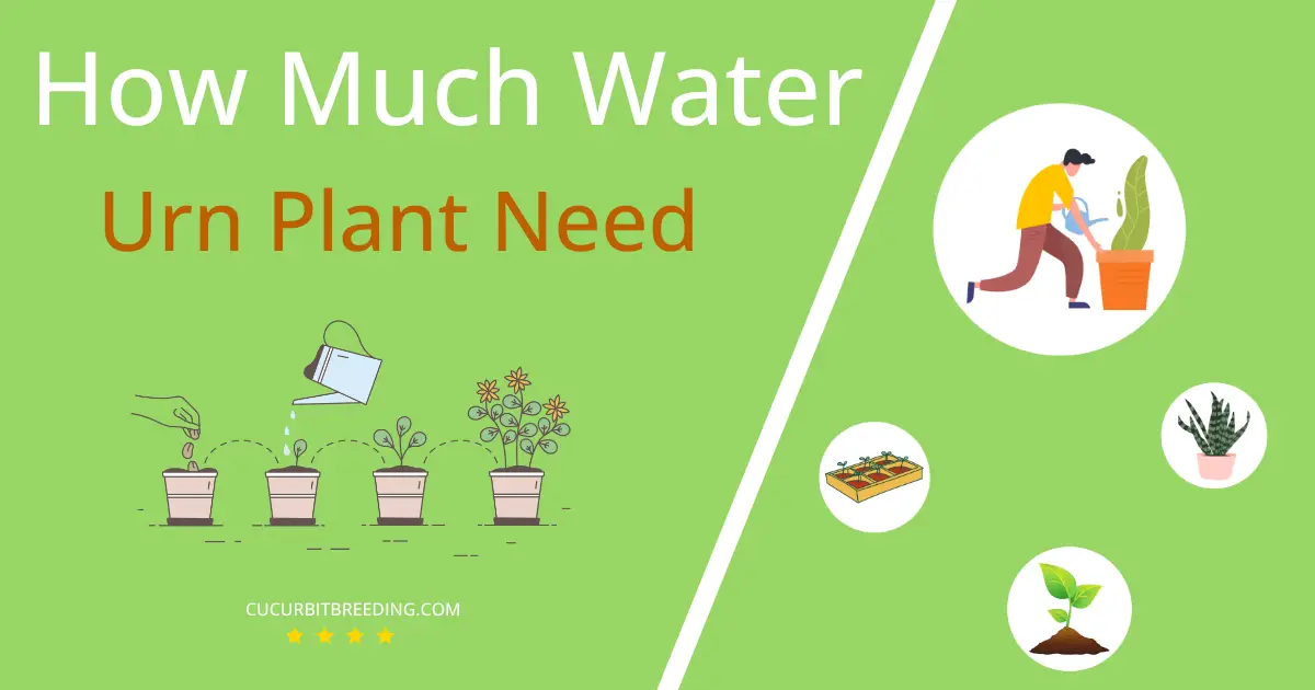 how often to water urn plant
