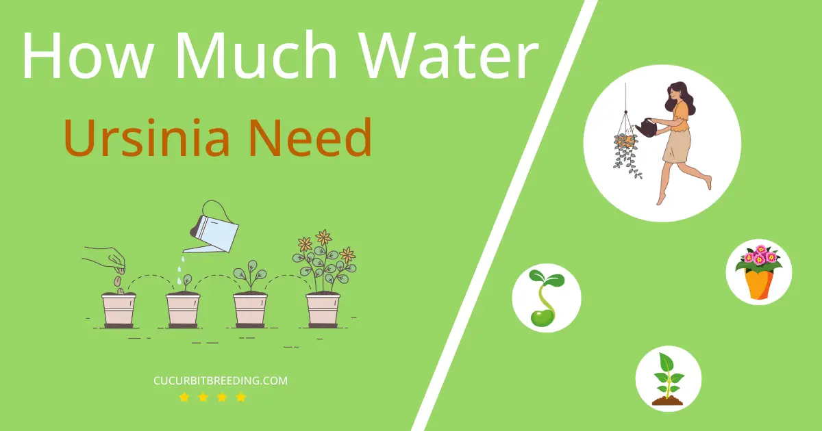 how often to water ursinia