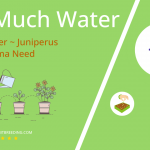 how often to water utah juniper juniperus osteosperma