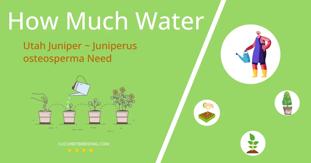 how often to water utah juniper juniperus osteosperma