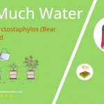 how often to water uva ursi arctostaphylos bear berry