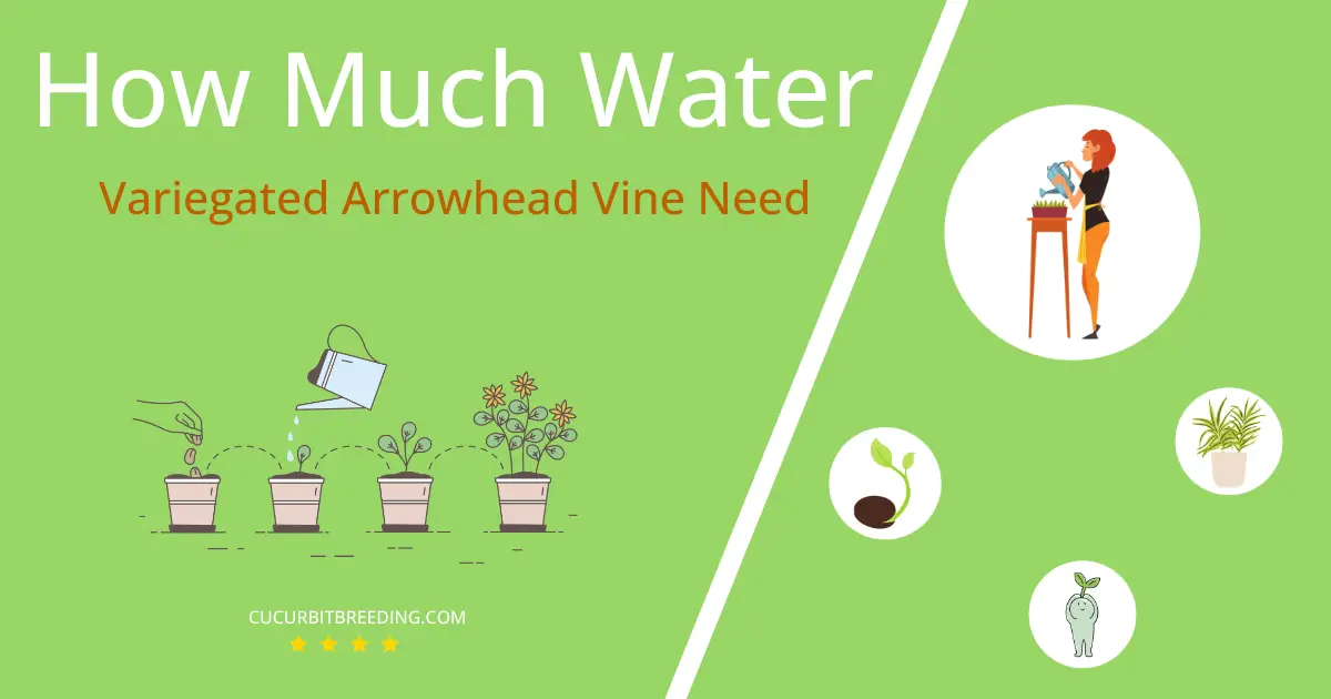 how often to water variegated arrowhead vine