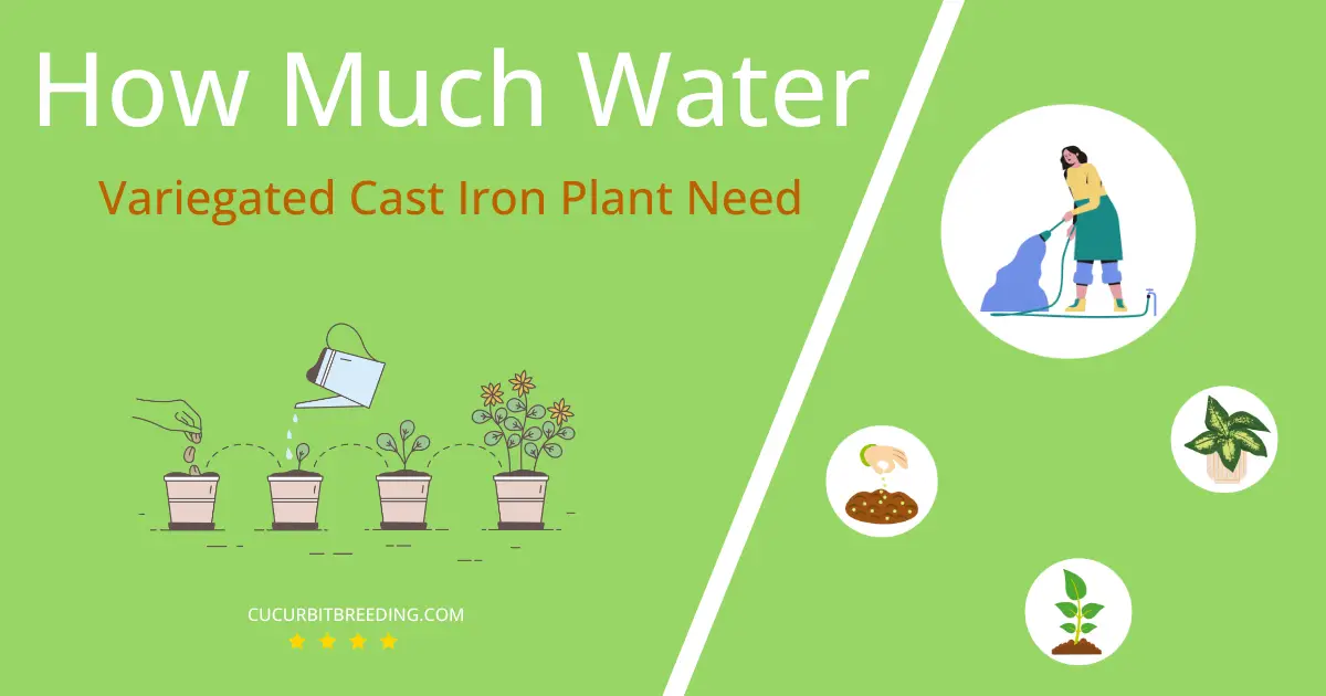 how often to water variegated cast iron plant