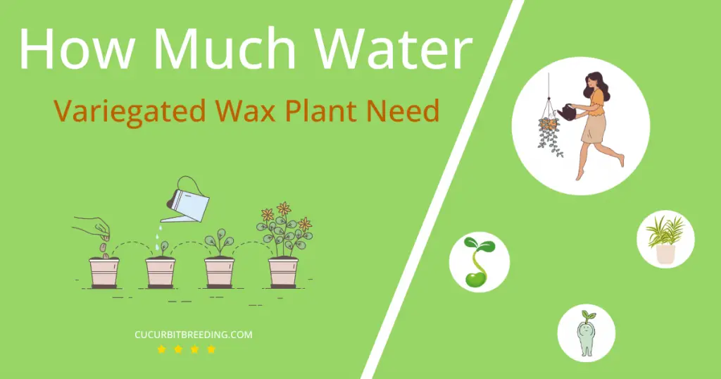how often to water variegated wax plant