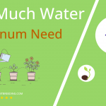 how often to water viburnum