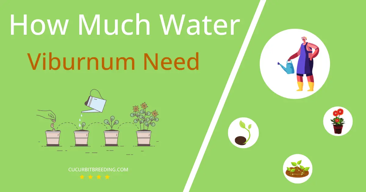 how often to water viburnum