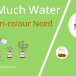 how often to water viola tri colour