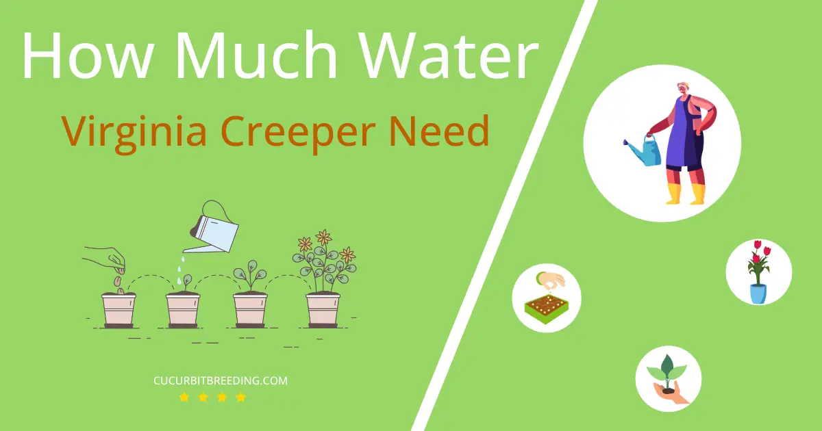 how often to water virginia creeper