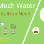 how often to water water caltrop