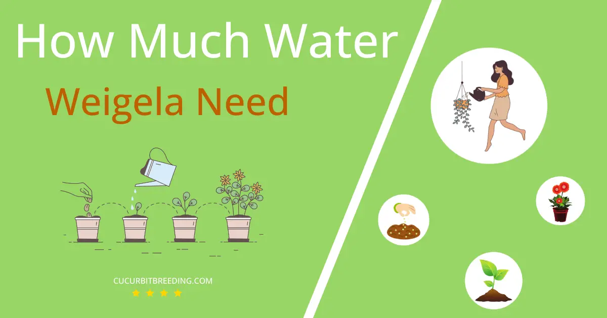 how often to water weigela
