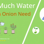 how often to water welsh onion