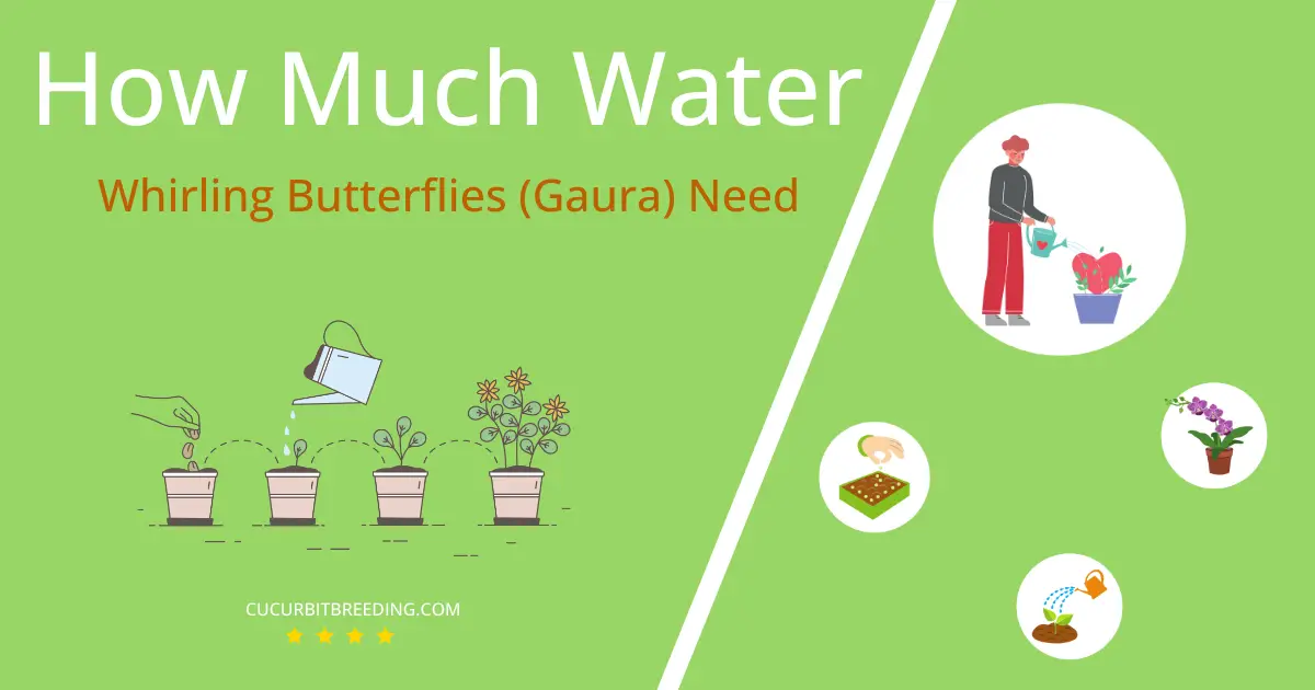 how often to water whirling butterflies gaura