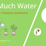 how often to water white ash fraxinus americana