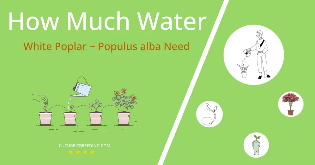 how often to water white poplar populus alba