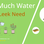 how often to water wild leek