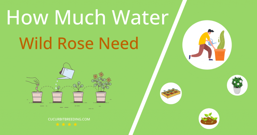 how often to water wild rose