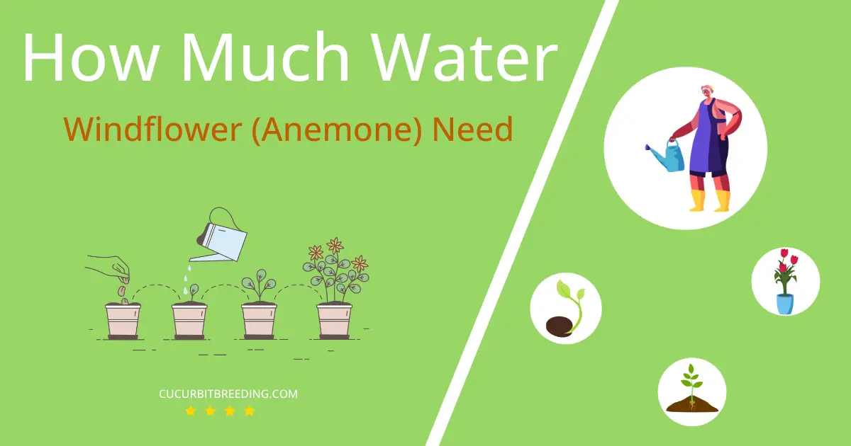 how often to water windflower anemone