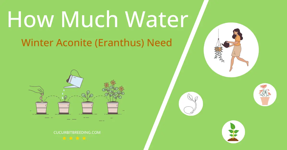 how often to water winter aconite eranthus