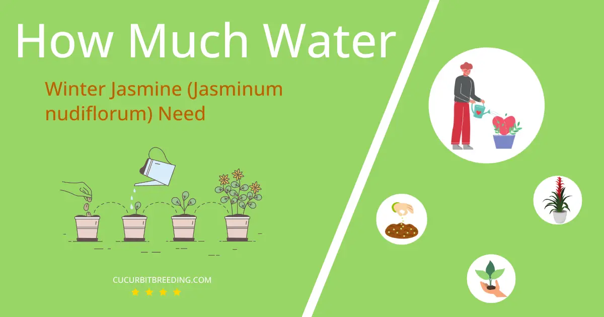 how often to water winter jasmine jasminum nudiflorum