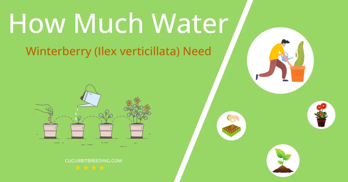 how often to water winterberry ilex verticillata