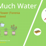 how often to water wishbone flower torenia fournieri