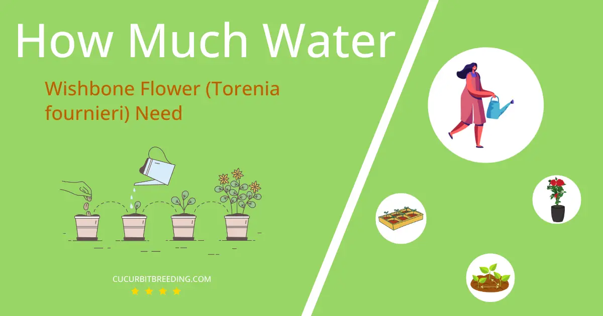 how often to water wishbone flower torenia fournieri