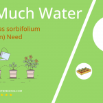 how often to water xanthoceras sorbifolium yellowhorn