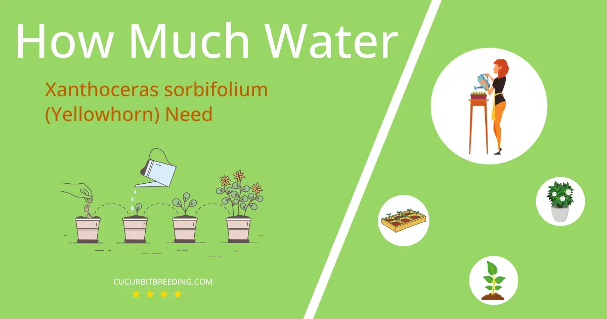 how often to water xanthoceras sorbifolium yellowhorn