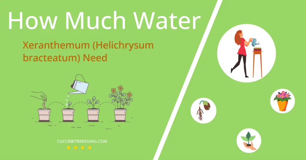 how often to water xeranthemum helichrysum bracteatum
