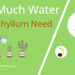 how often to water xerophyllum
