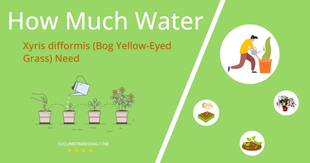 how often to water xyris difformis bog yellow eyed grass